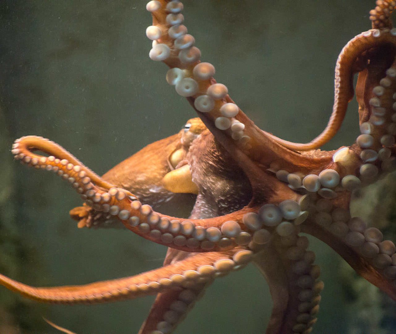Octopus - HD Wallpaper 