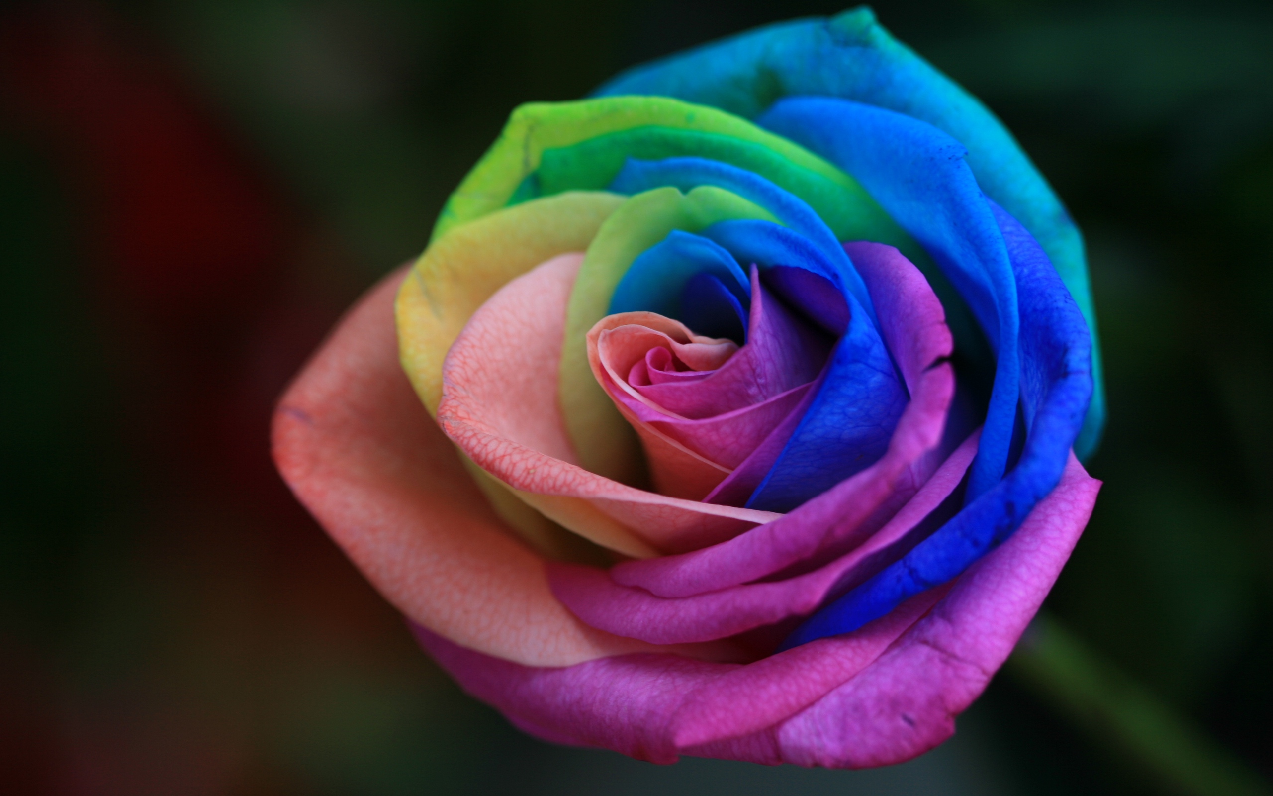 Colorful Roses, Close-up, Bouquet, Buds, Rainbow, Blur, - Different Colour Of Rose - HD Wallpaper 