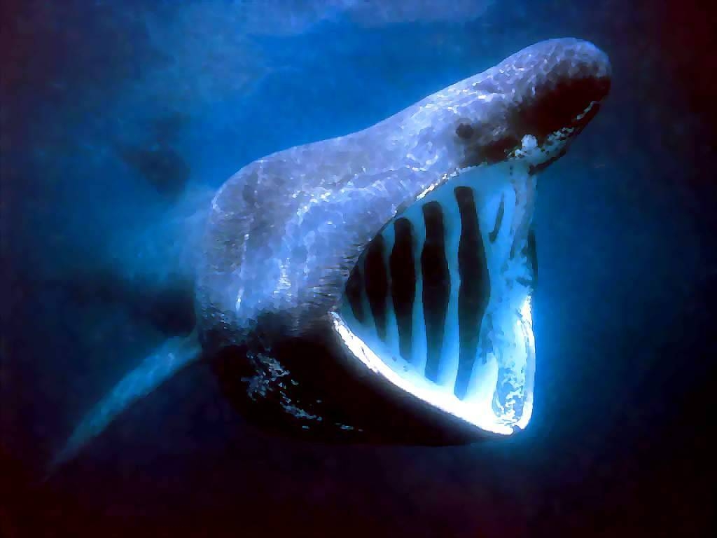 Whale - National Geographic Whale Hd - HD Wallpaper 