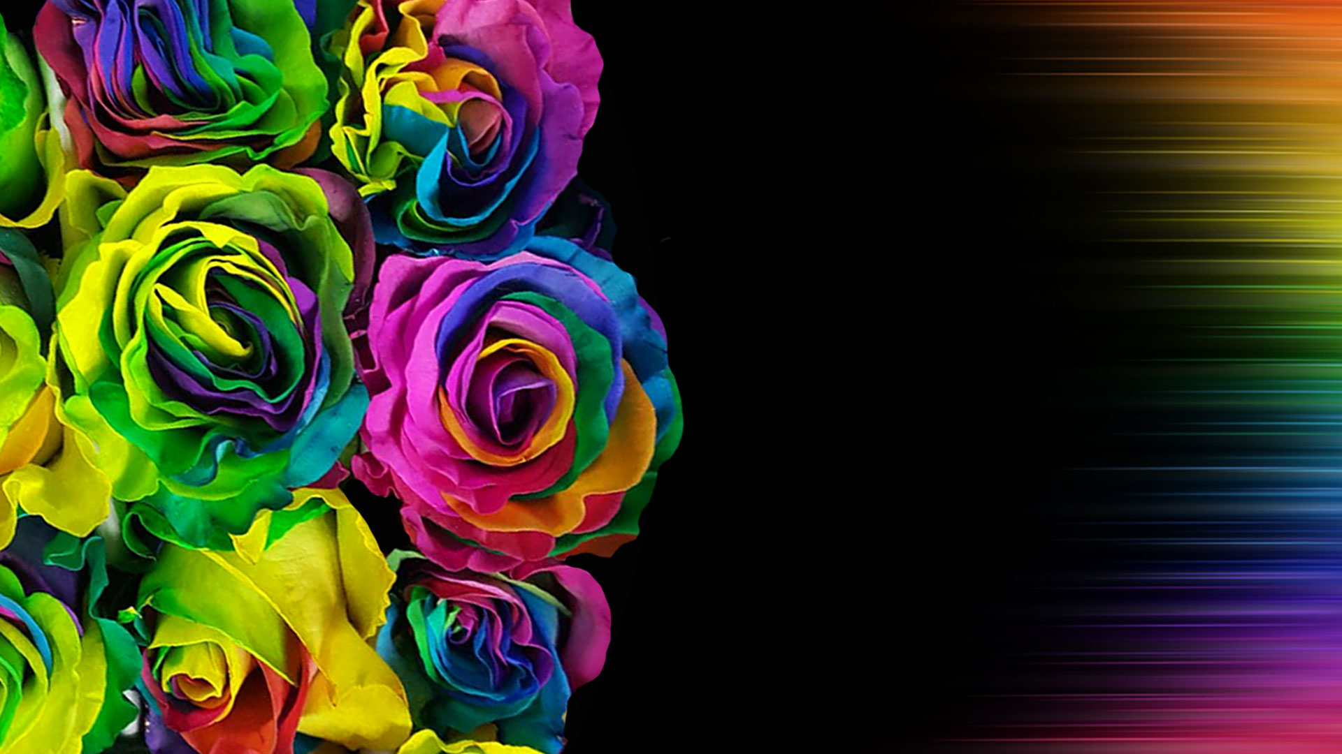 Psychedelic Roses - Rainbow Rose - HD Wallpaper 