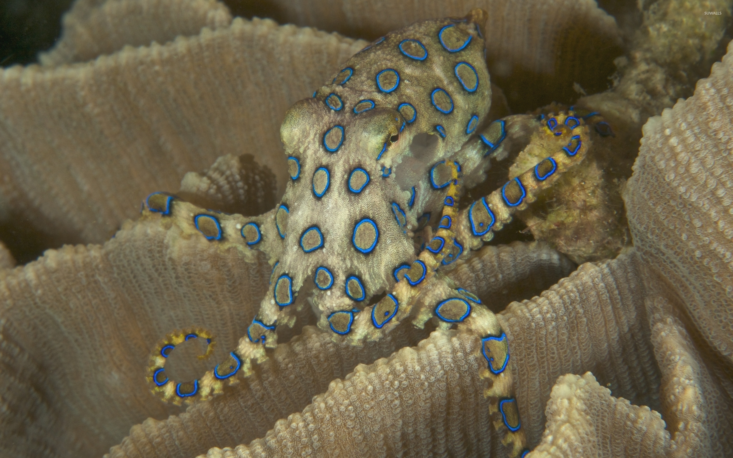 Blue Ringed Octopus Meme - HD Wallpaper 