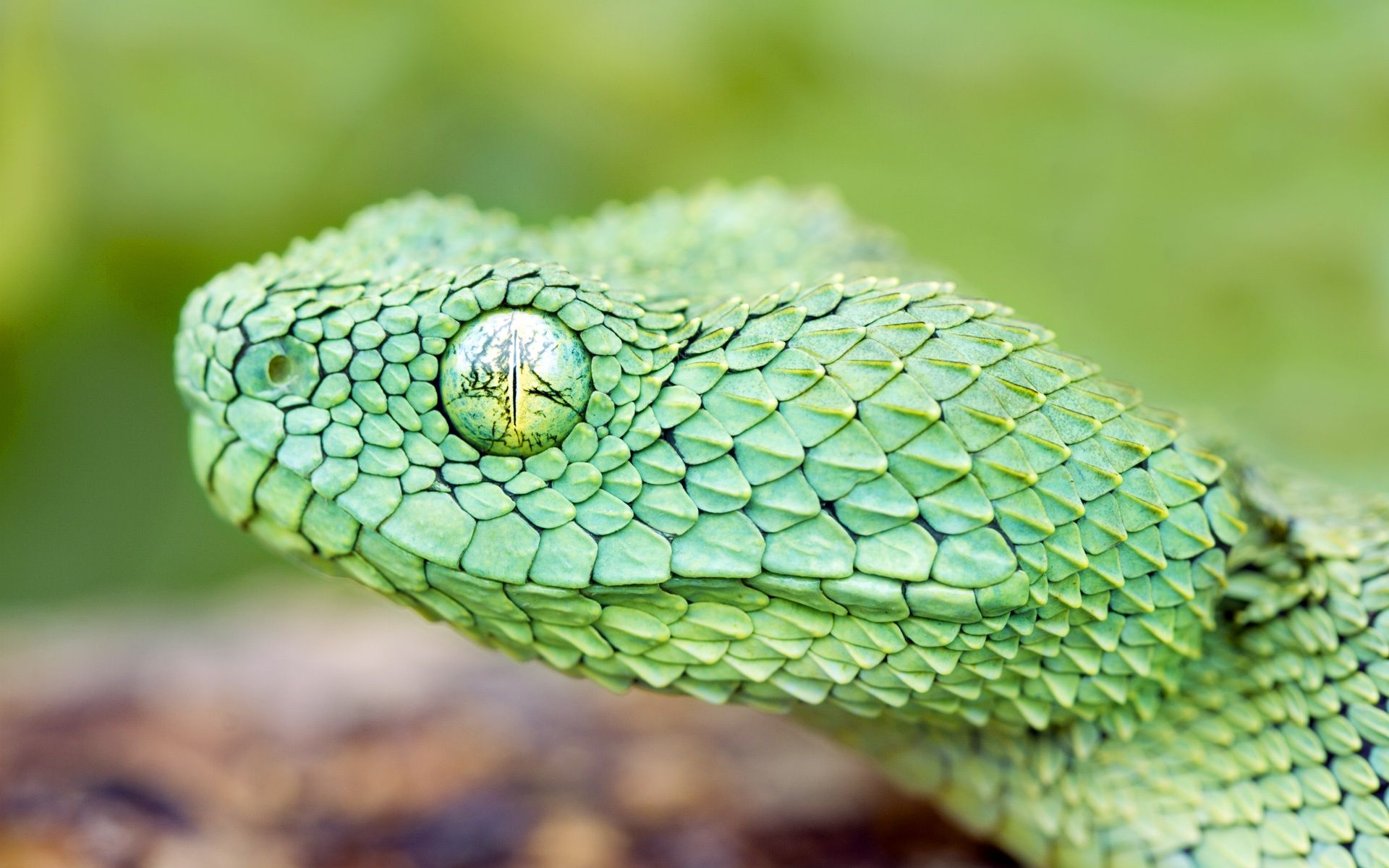 Cool Snake Wallpapers - Green African Bush Viper - HD Wallpaper 