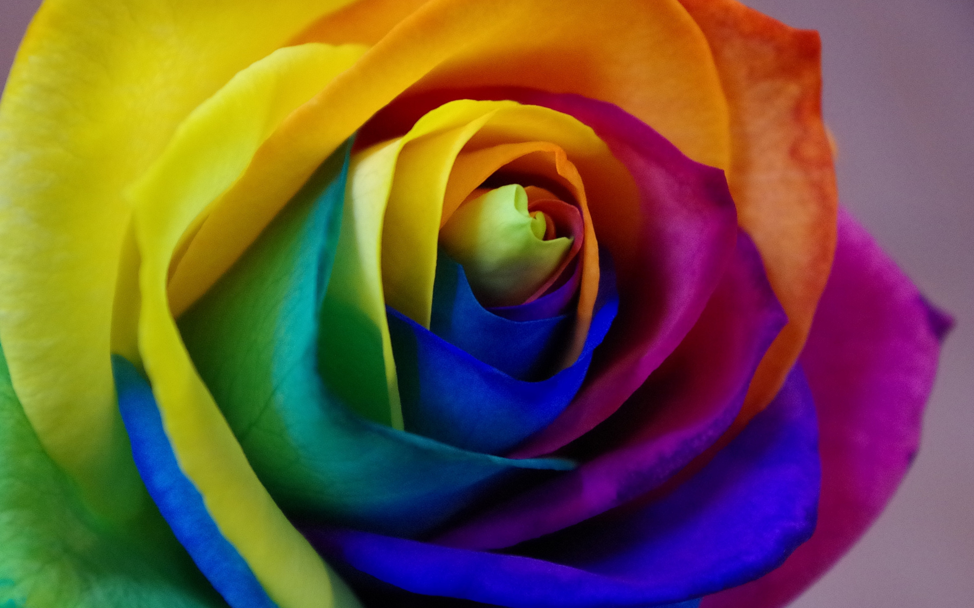 Colorful, Rose, Close Up, Wallpaper - Rainbow Rose - HD Wallpaper 