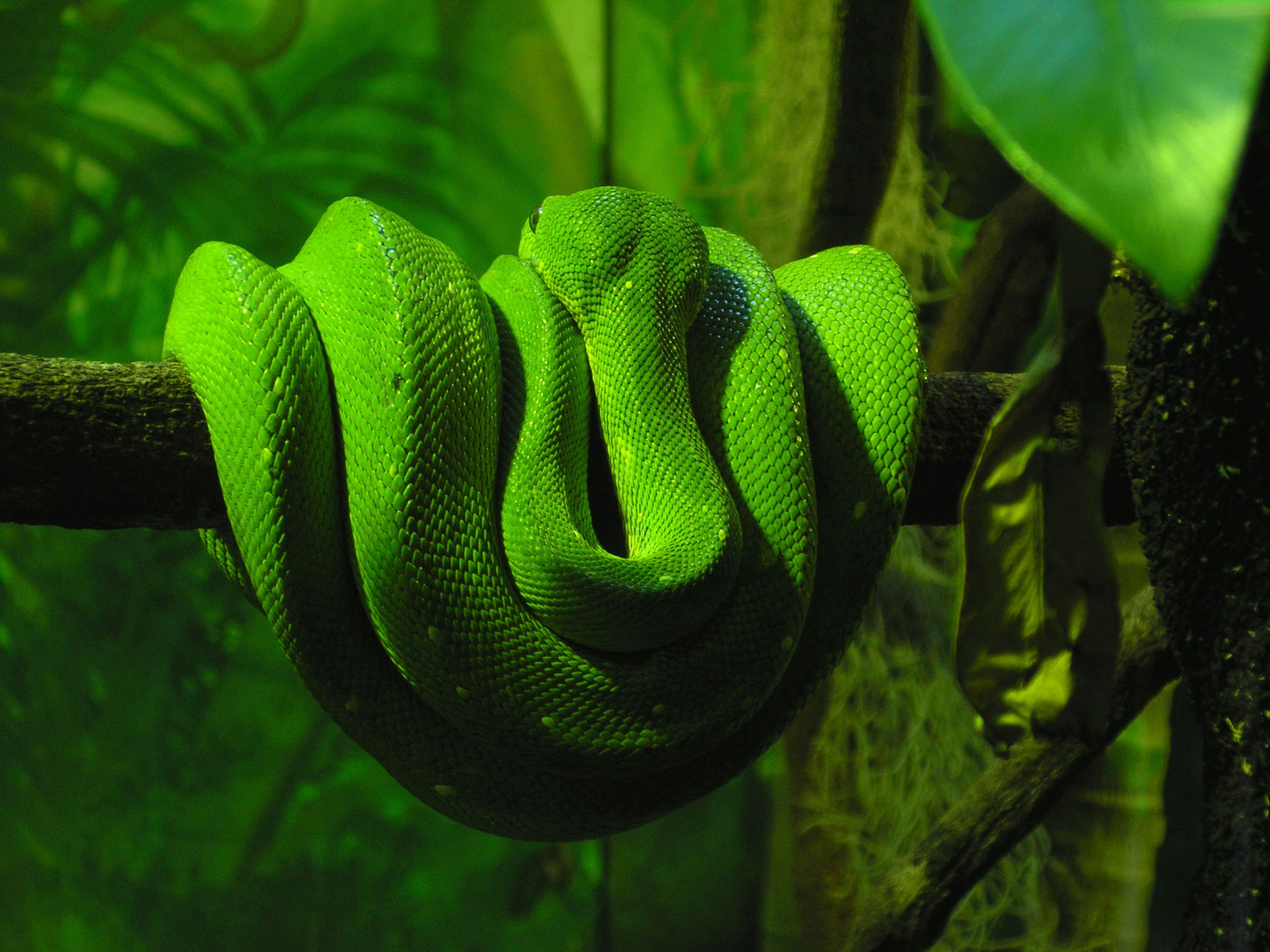 Snake, Wallpaper, Desktop Wallpapers, Download Free, - Best World Hd Wallpapers 1080p - HD Wallpaper 