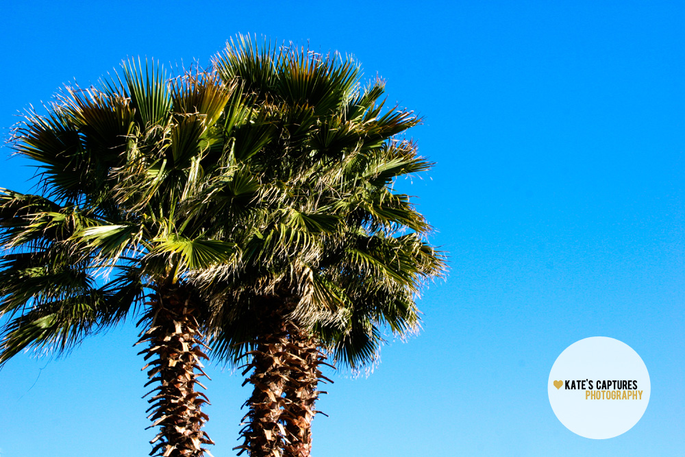 Week4 - Borassus Flabellifer - HD Wallpaper 