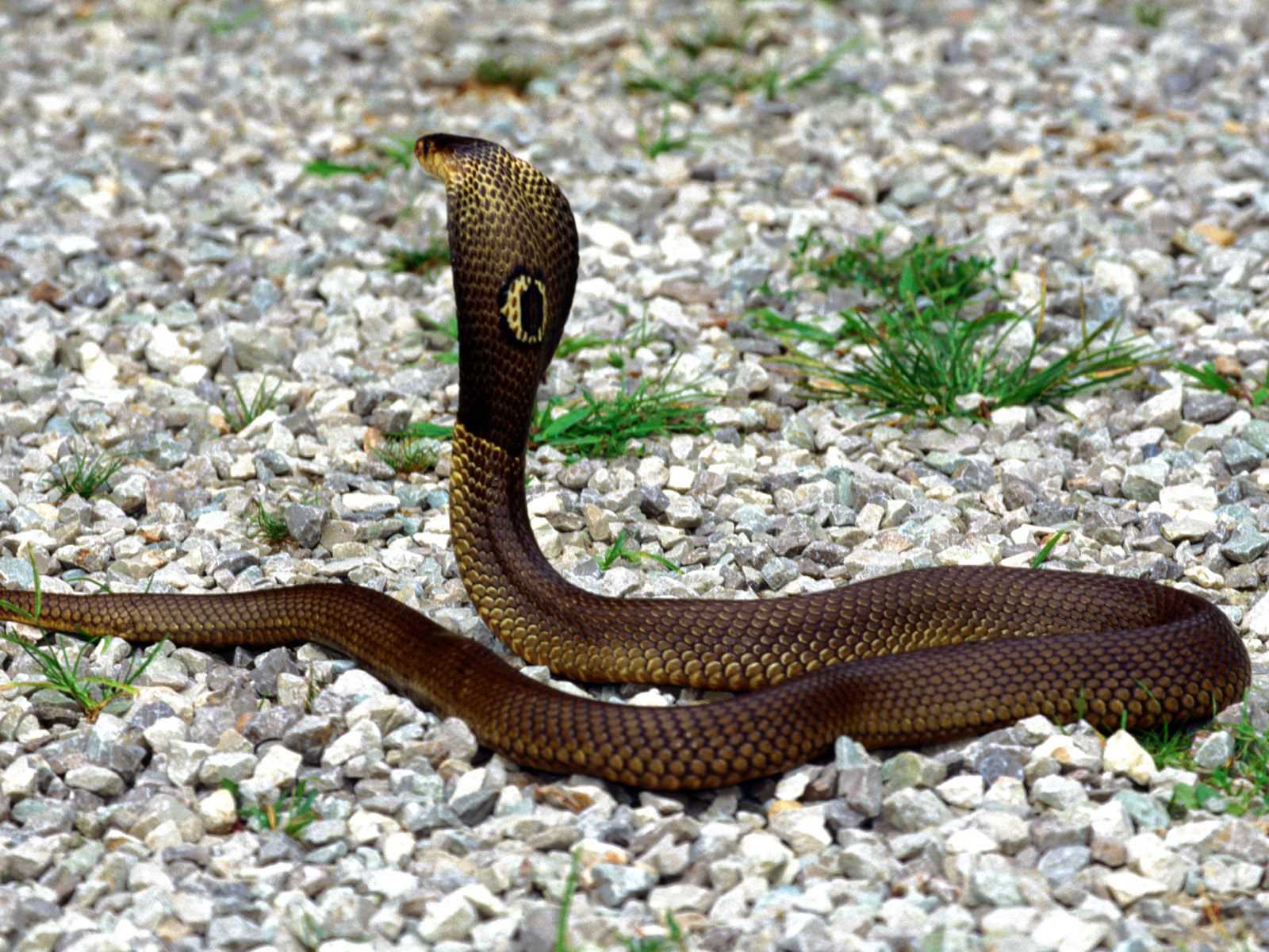 Click To Enlarge - Cobra Snake - HD Wallpaper 