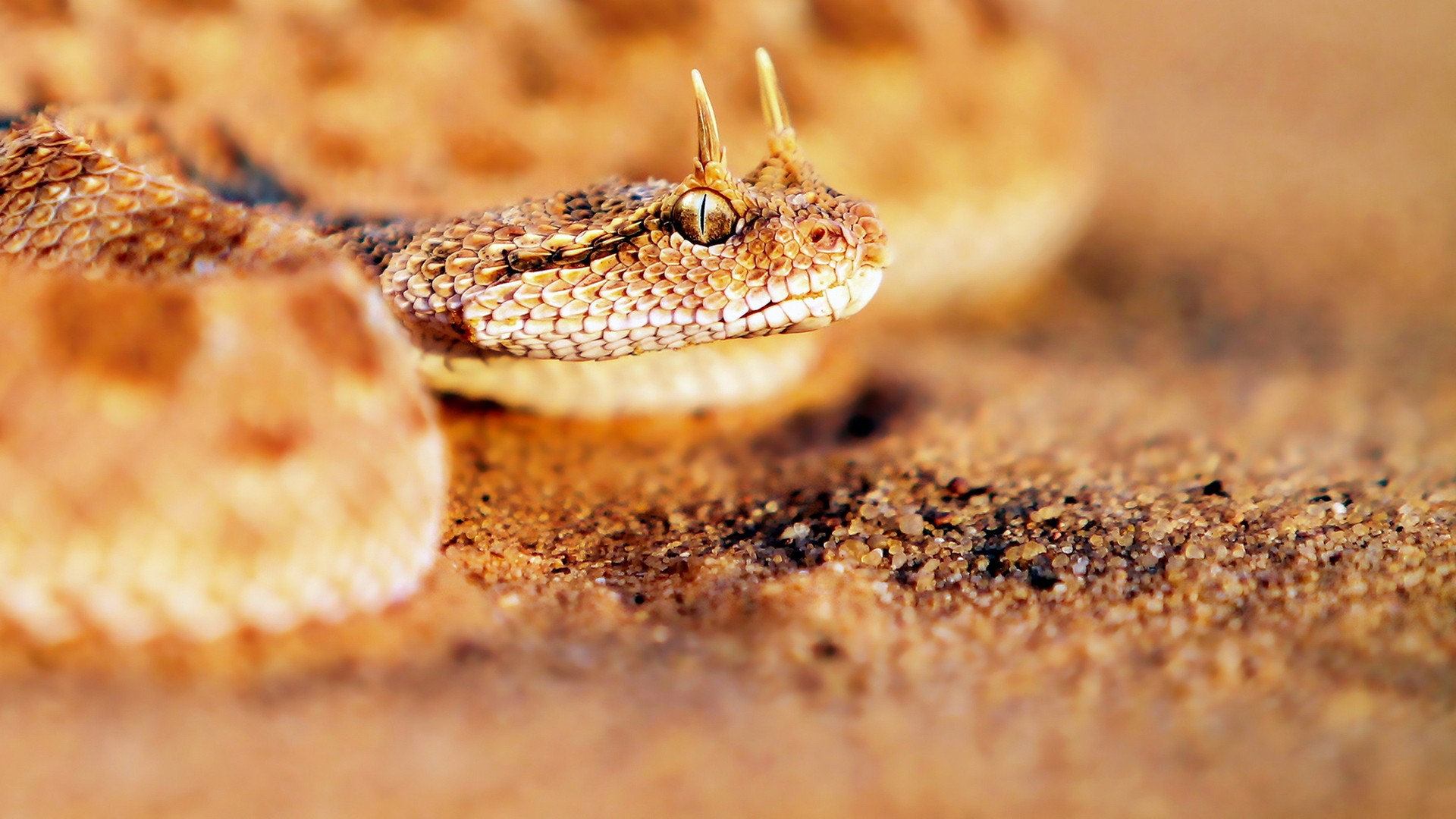 Bull Snake With Horns - HD Wallpaper 
