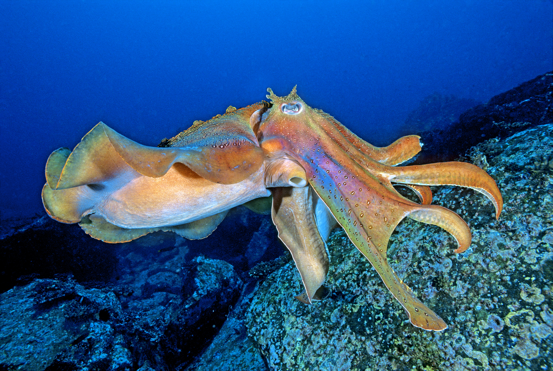 Cuttlefish High Resolution - HD Wallpaper 