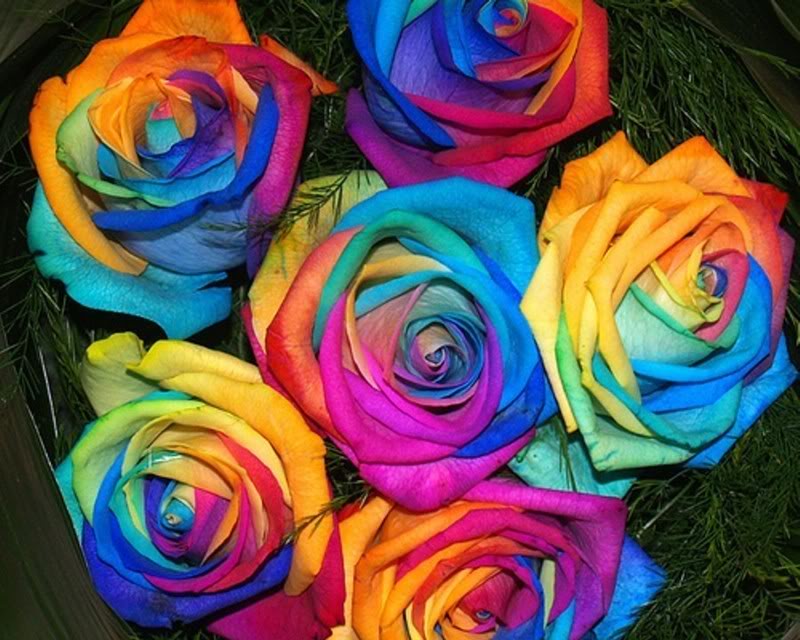 Beautiful Colorful Roses Wallpaper - Colorful Roses - HD Wallpaper 