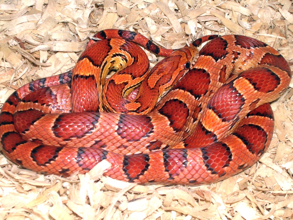 Corn Snake - HD Wallpaper 