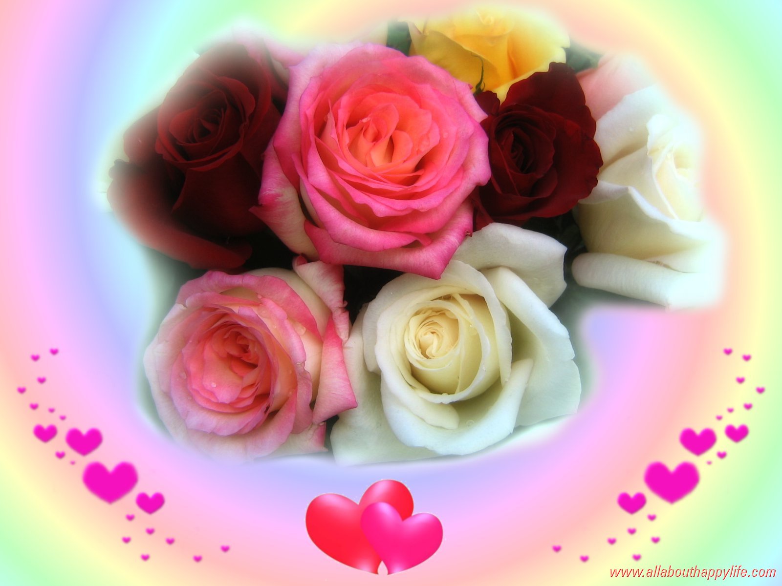 Rainbow Roses - Colourful Rose Beautiful Flower - HD Wallpaper 