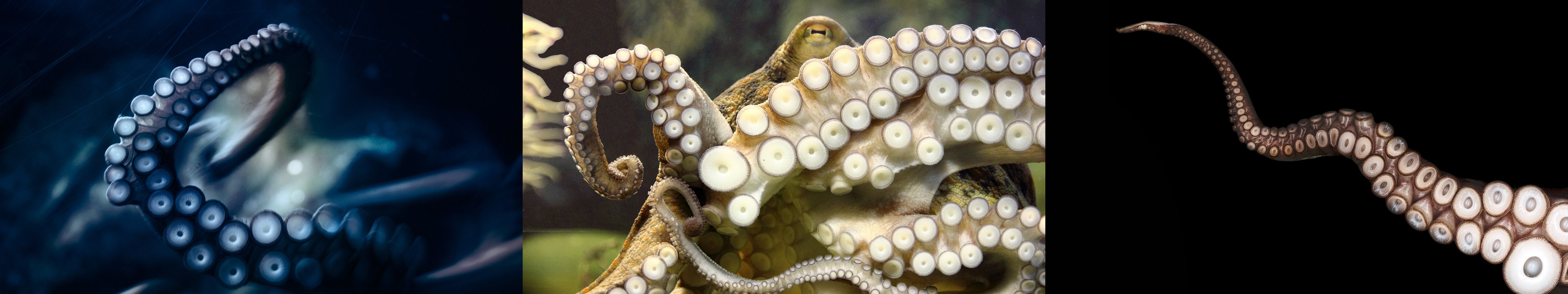 Double Screen Octopus - HD Wallpaper 
