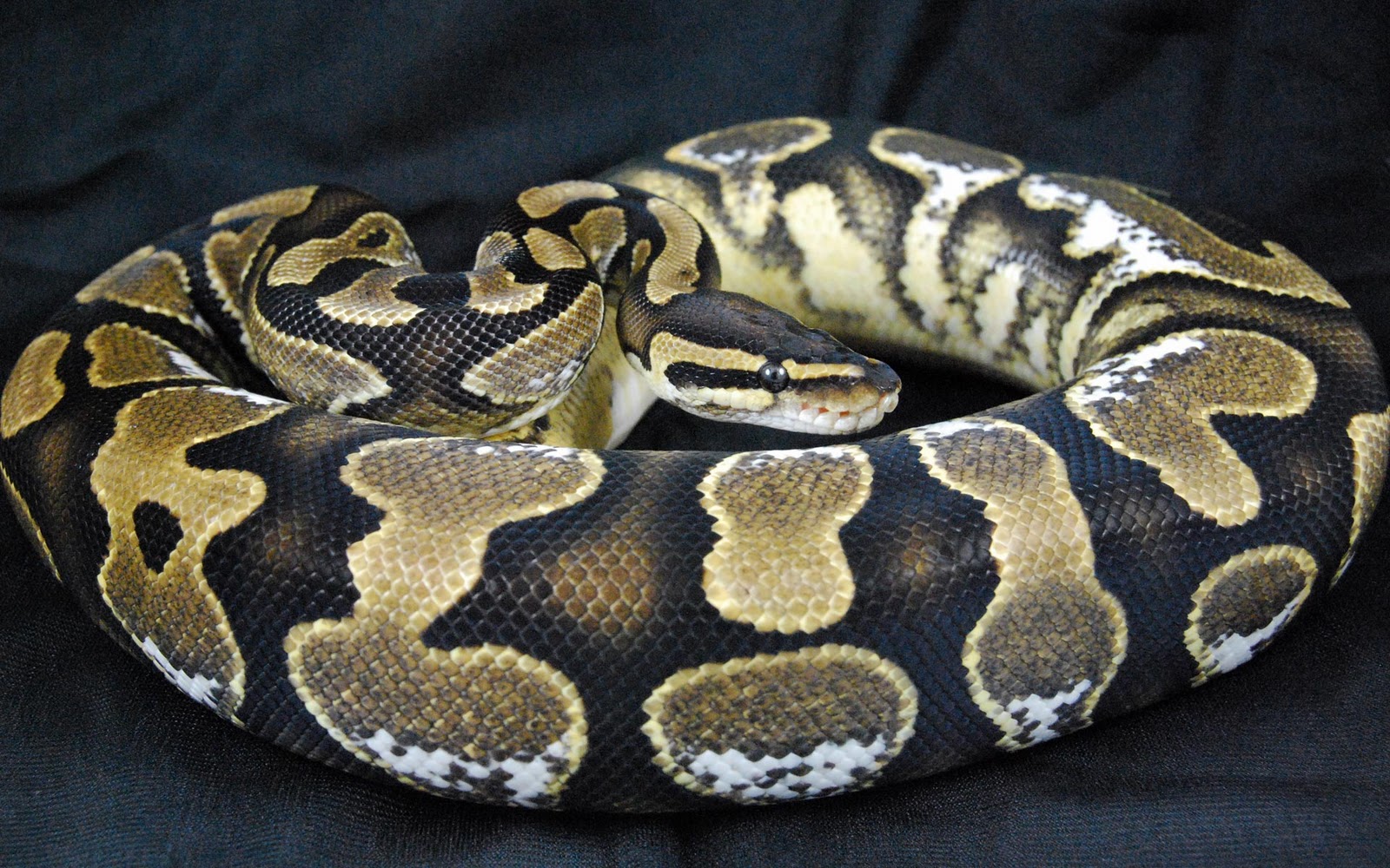 Cool Snake Wallpapers Wallpaper - King Snakes - HD Wallpaper 