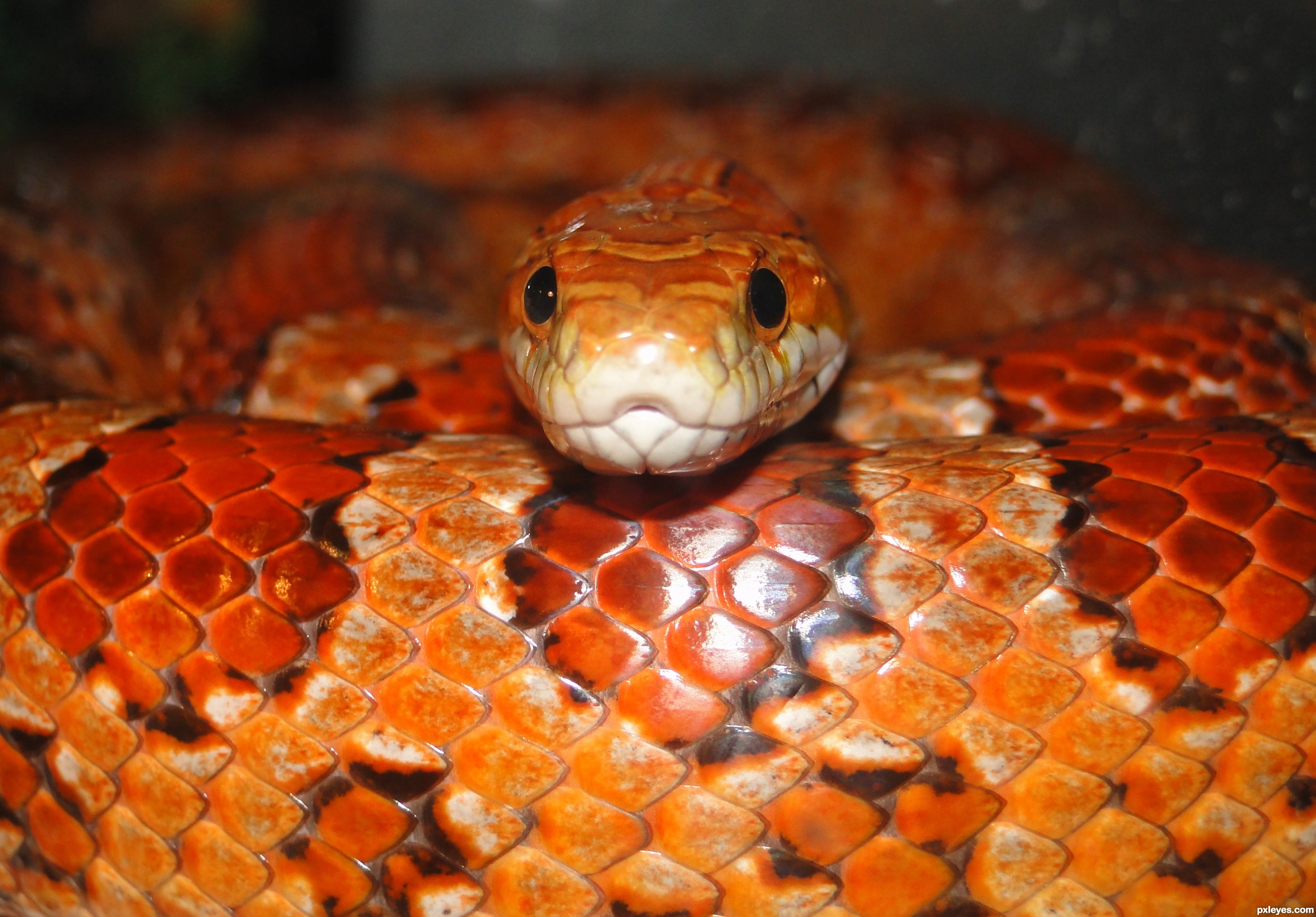 Nice Images Collection - Corn Snake - HD Wallpaper 