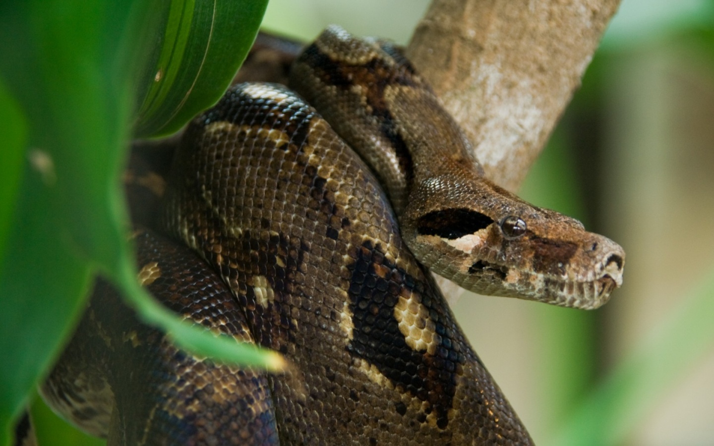 Anaconda Snake - Do Anacondas Adapt To The Rainforest - HD Wallpaper 