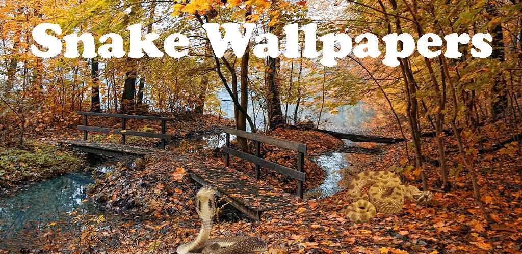 Fall Leaves In The Forest - HD Wallpaper 