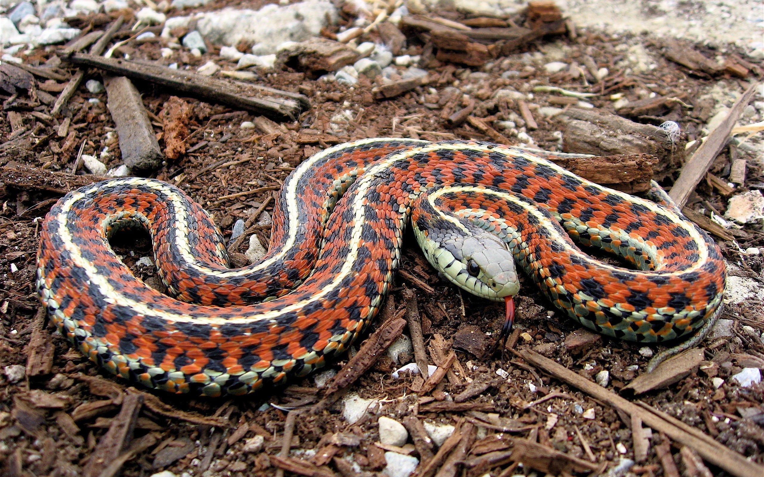 Python Snake Wallpaper - Vertebrata Reptilia - HD Wallpaper 