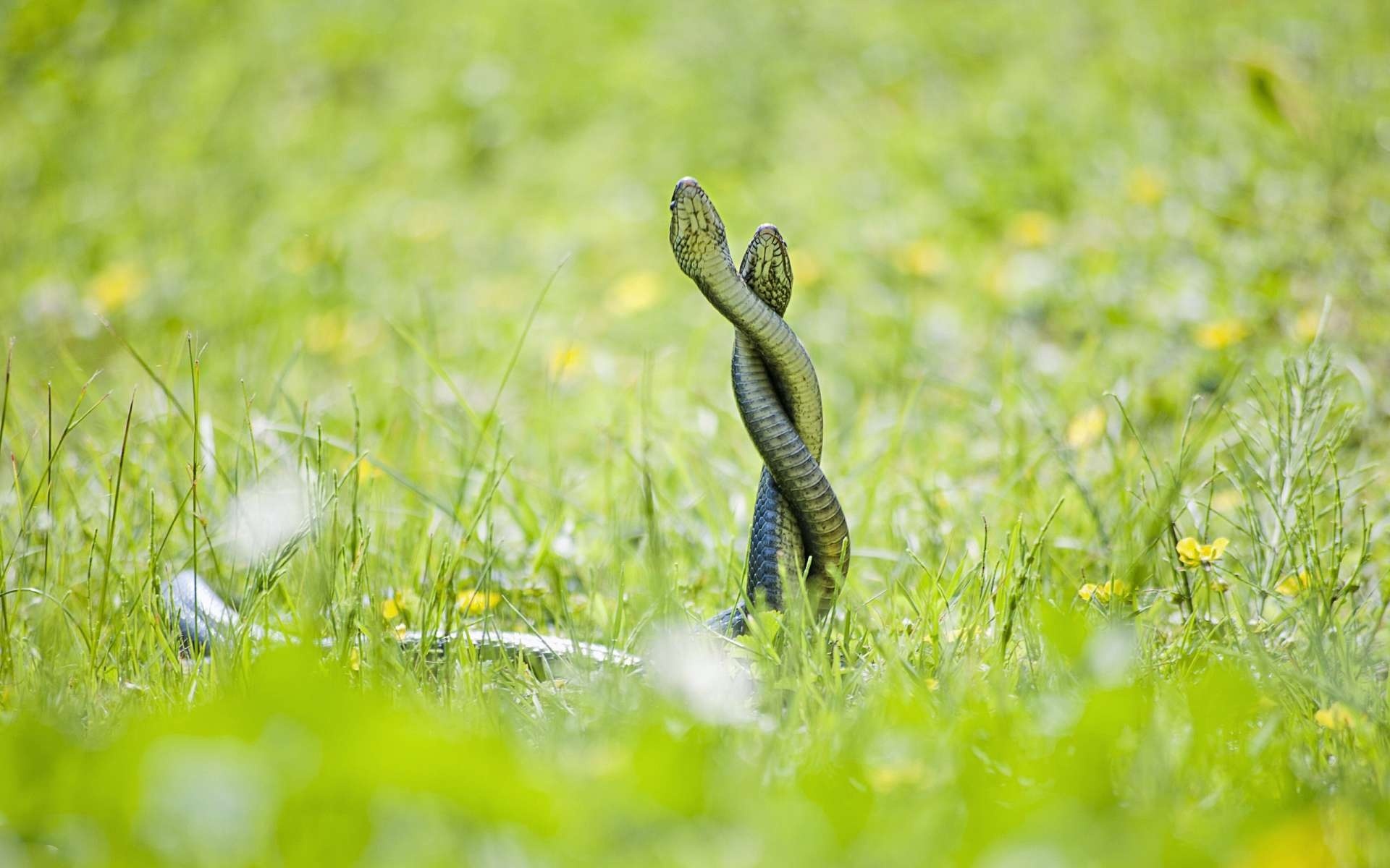 Snakes Wallpapers - Snake Photo Hd Full - HD Wallpaper 