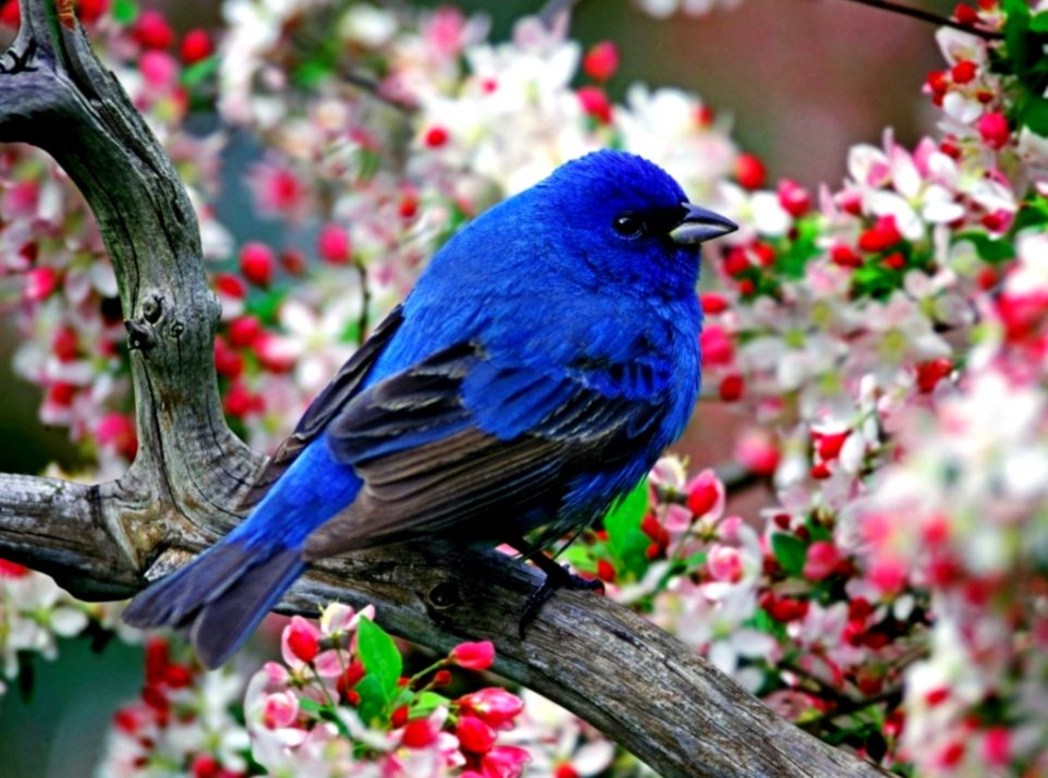 Wallpaper Download For Mobile Free Hd For Mobile Free - Blue Bird - HD Wallpaper 