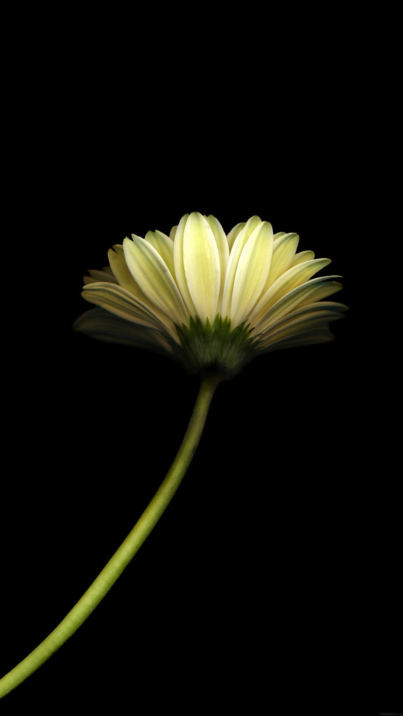 Flower In The Dark - HD Wallpaper 