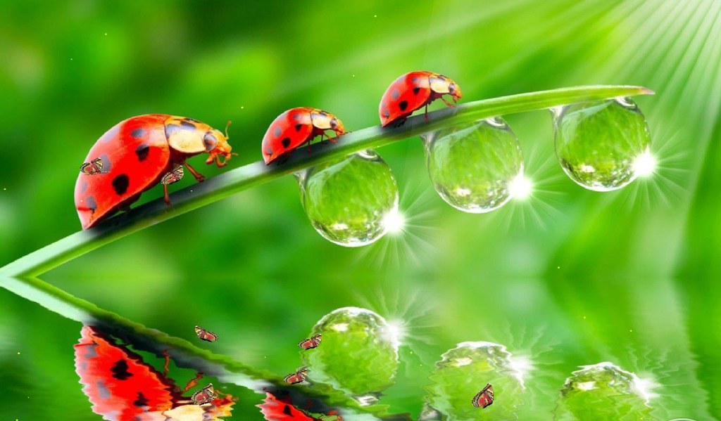 Animated Moving Wallpapers Free Download - 1024x599 Wallpaper Animated Moving Wallpapers Free Download - 1024x599 Wallpaper