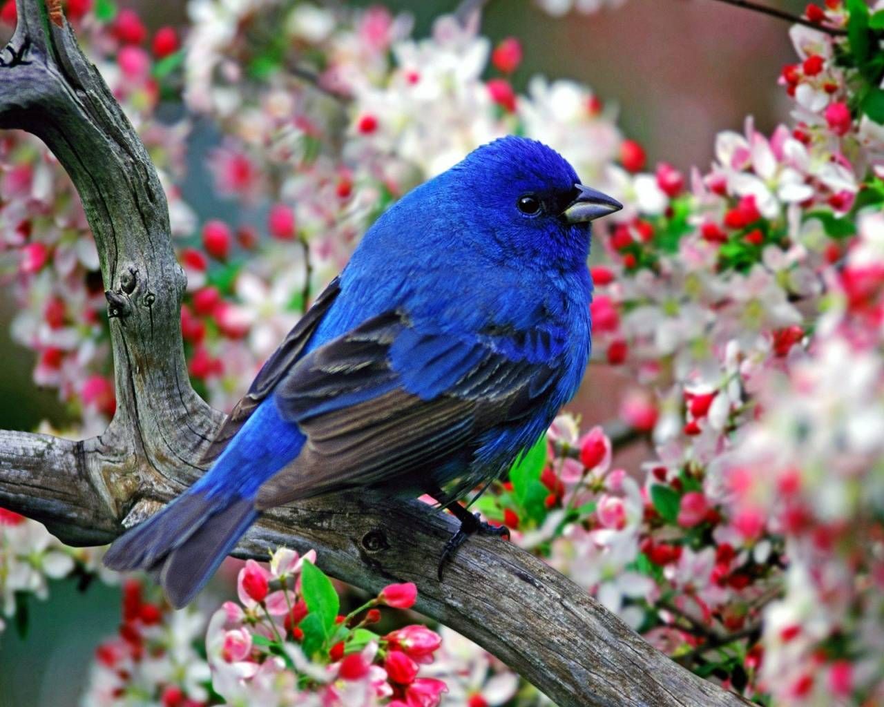 Blue Bird - HD Wallpaper 