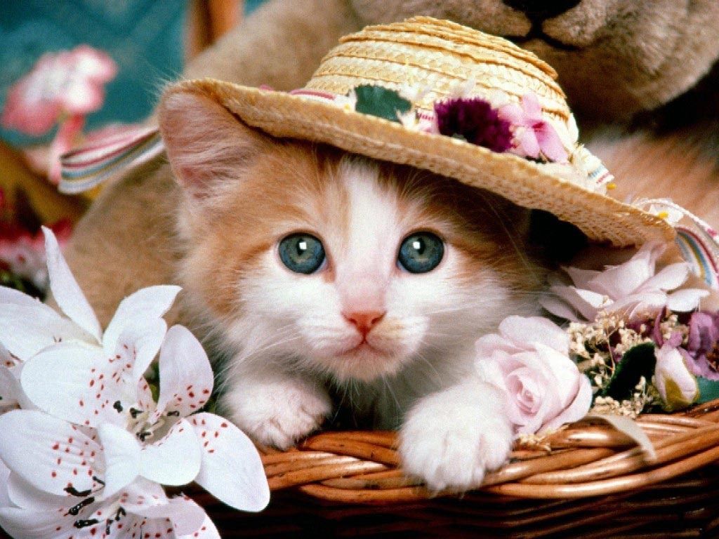 New Animals Wallpaper For Desktop Full Screen Gallery - Cute Cat In Basket - HD Wallpaper 