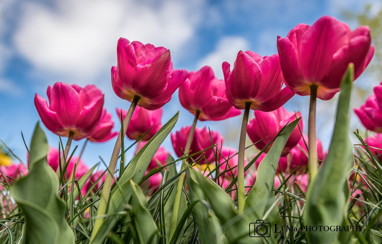 Photo Wallpaper Summer, The Sky, Tulips - Sprenger's Tulip - HD Wallpaper 