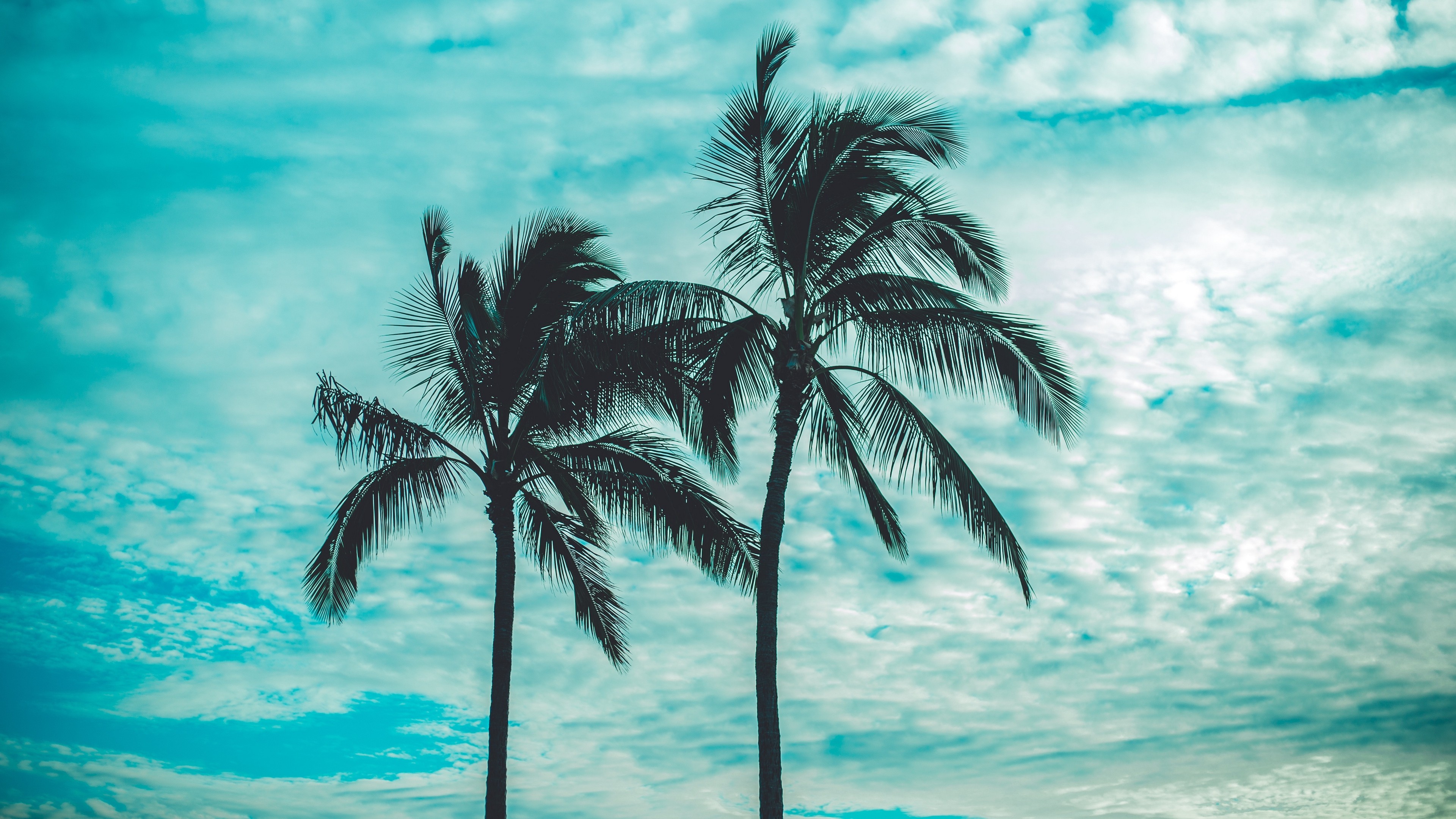 Palm Trees 4k - HD Wallpaper 