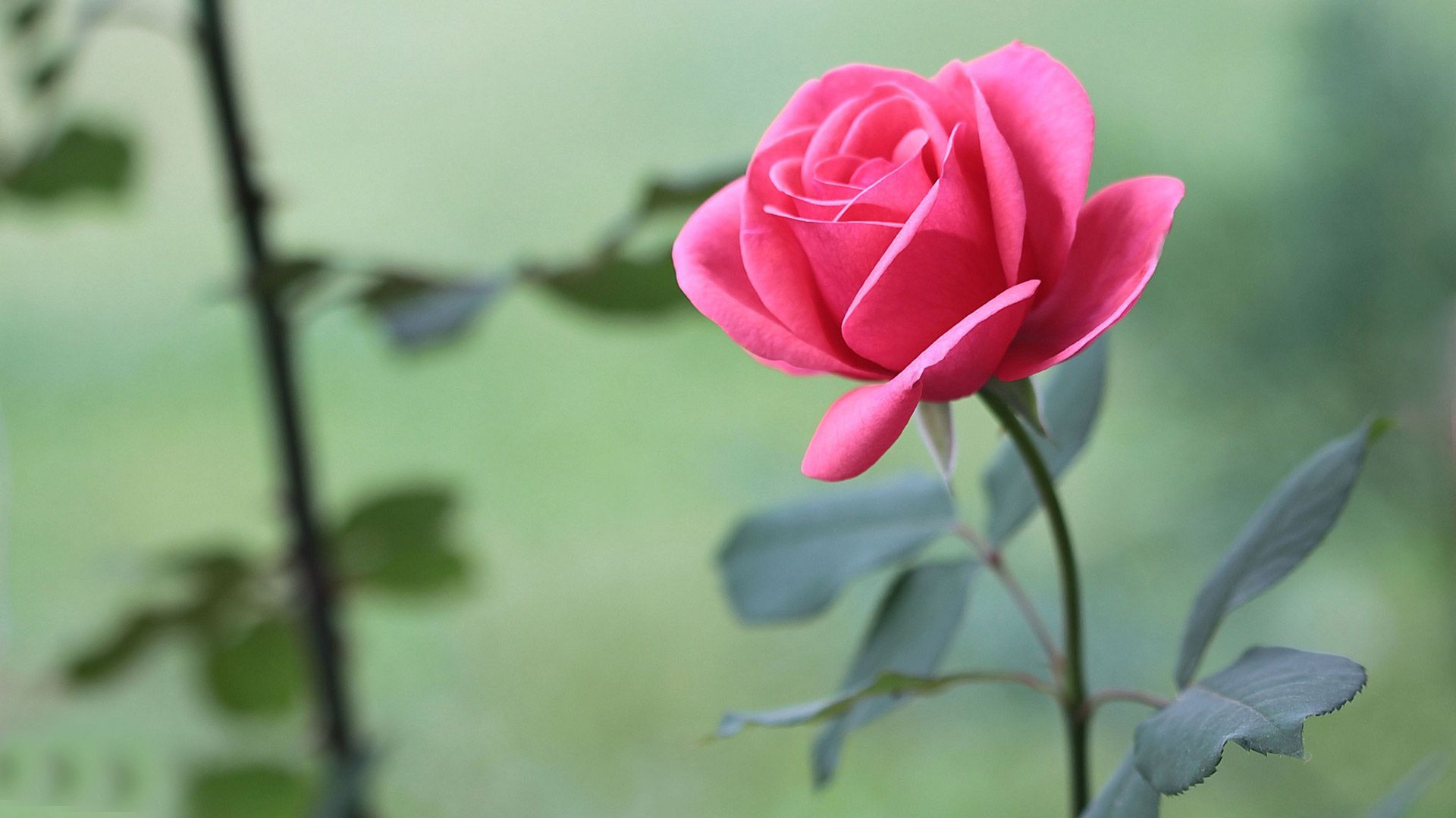 Most Beautiful Rose Hd Wallpaper Free Download Hd Wallpapers - 1080p Rose Wallpaper Hd - 1920x1080 Wallpaper Most Beautiful Rose Hd Wallpaper Free Download Hd Wallpapers - 1080p Rose Wallpaper Hd - 1920x1080 Wallpaper