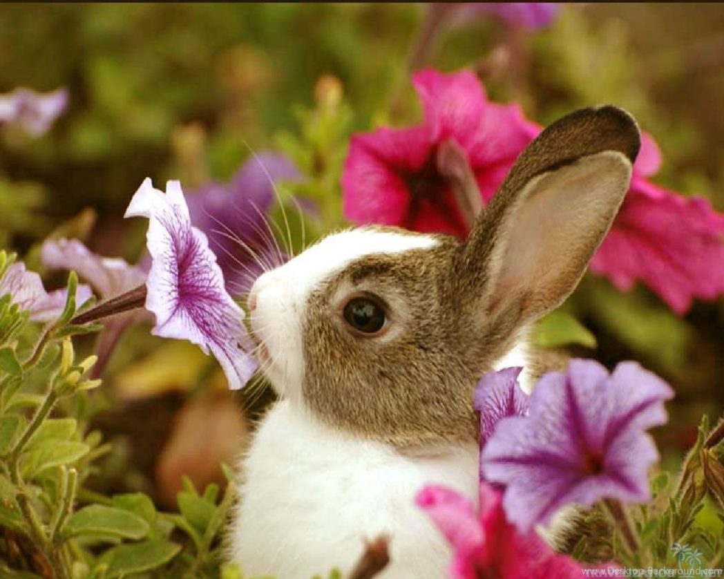 Cute Baby Animals Wallpapers Hd And Pictures Beautiful - Cute Baby Wallpaper  Rabbit - 1048x838 Wallpaper 