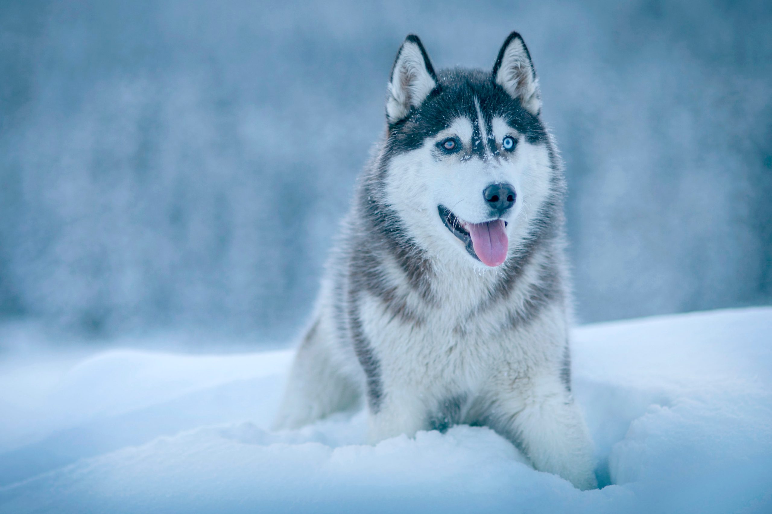 Beautiful Siberian Husky Dog Hd Winter Wallpaper - Siberian Husky - HD Wallpaper 