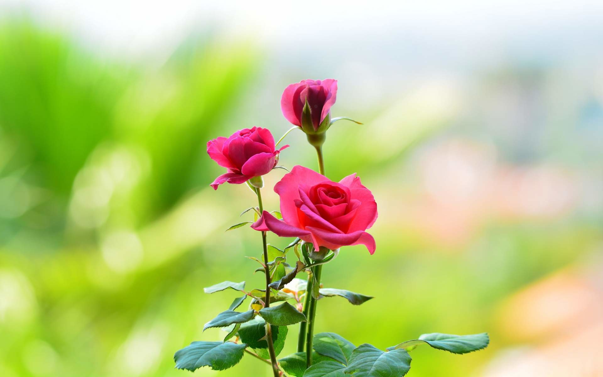 Beautiful Rose Flowers Wallpapers