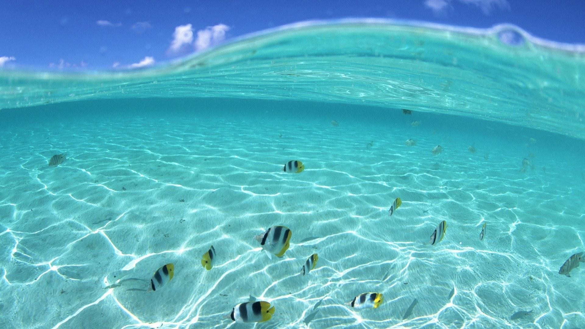 Pacific Ocean Underwater Animals Hd Wide Wallpaper - Ocean Windows 10 Wallpaper Hd - HD Wallpaper 