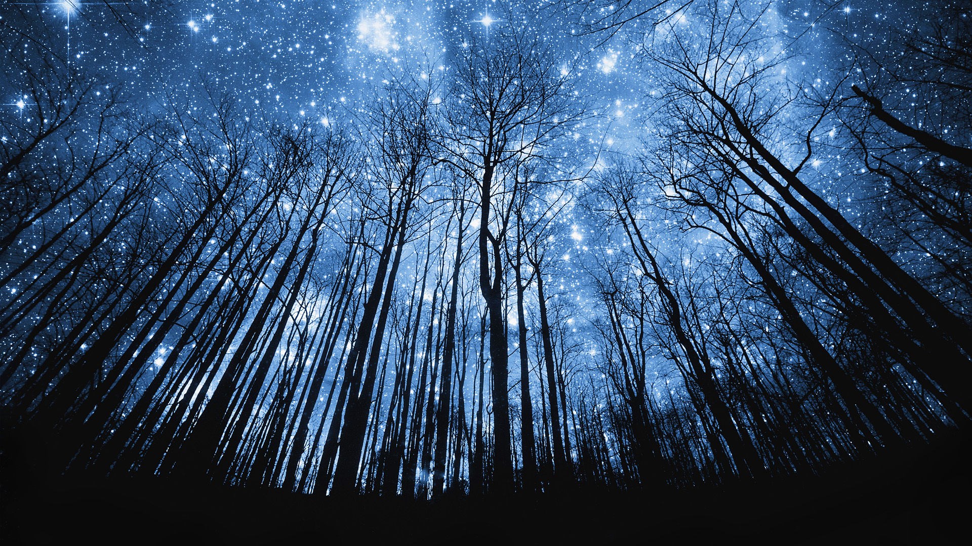 Beautiful Night Sky Wallpapers Hd - Forest At Night Hd - HD Wallpaper 