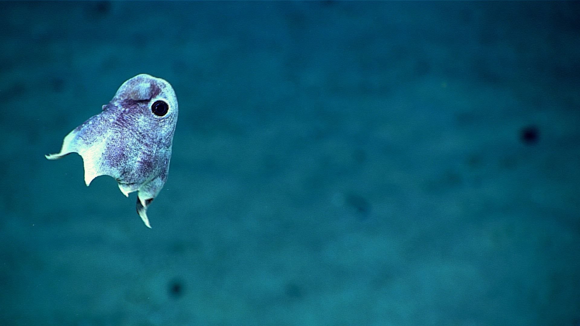 1920x1080, Scientists Just Captured Stunning Images - Deep Sea Creatures Cute - HD Wallpaper 
