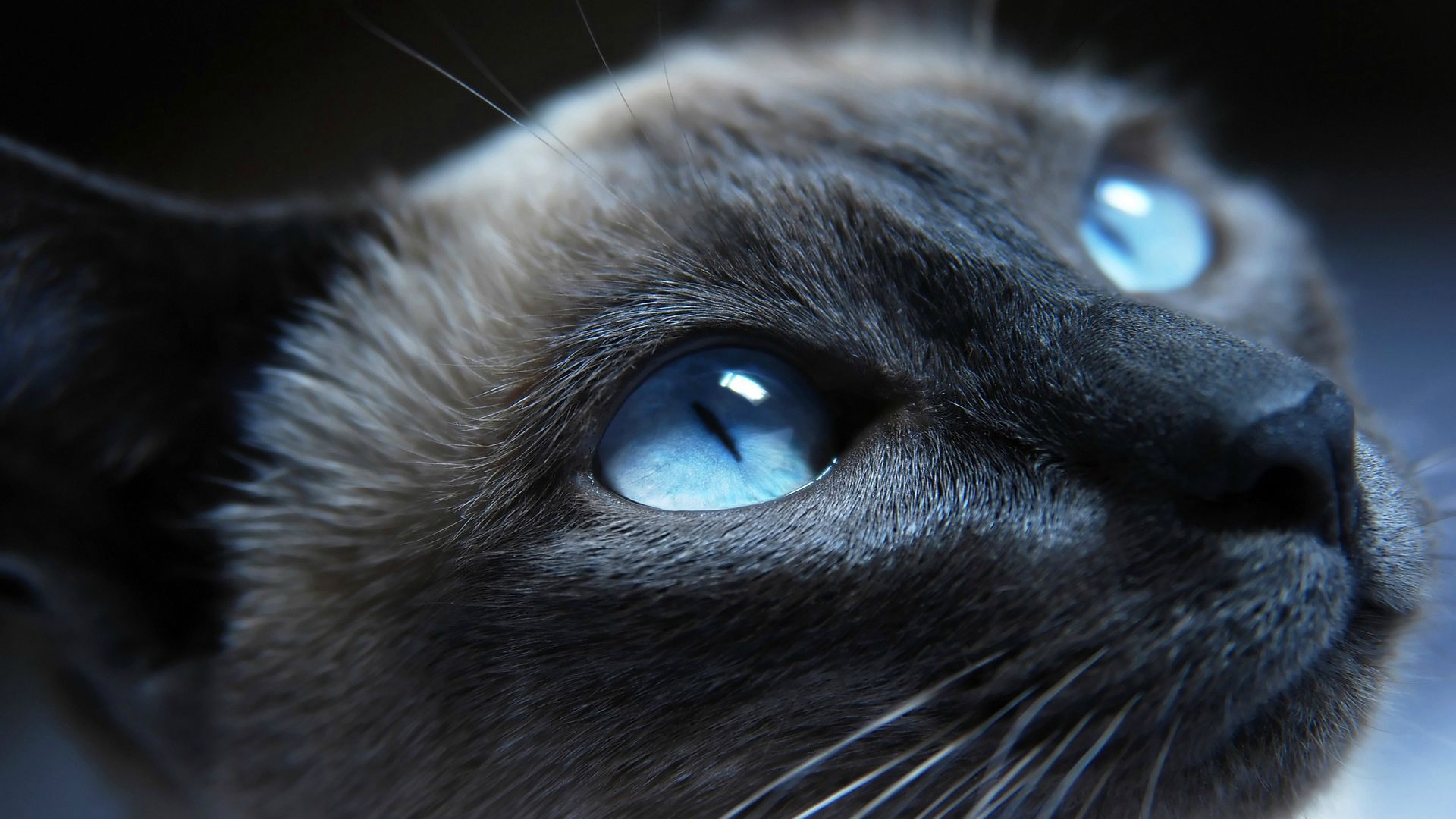 Full Hd - HD Wallpaper 