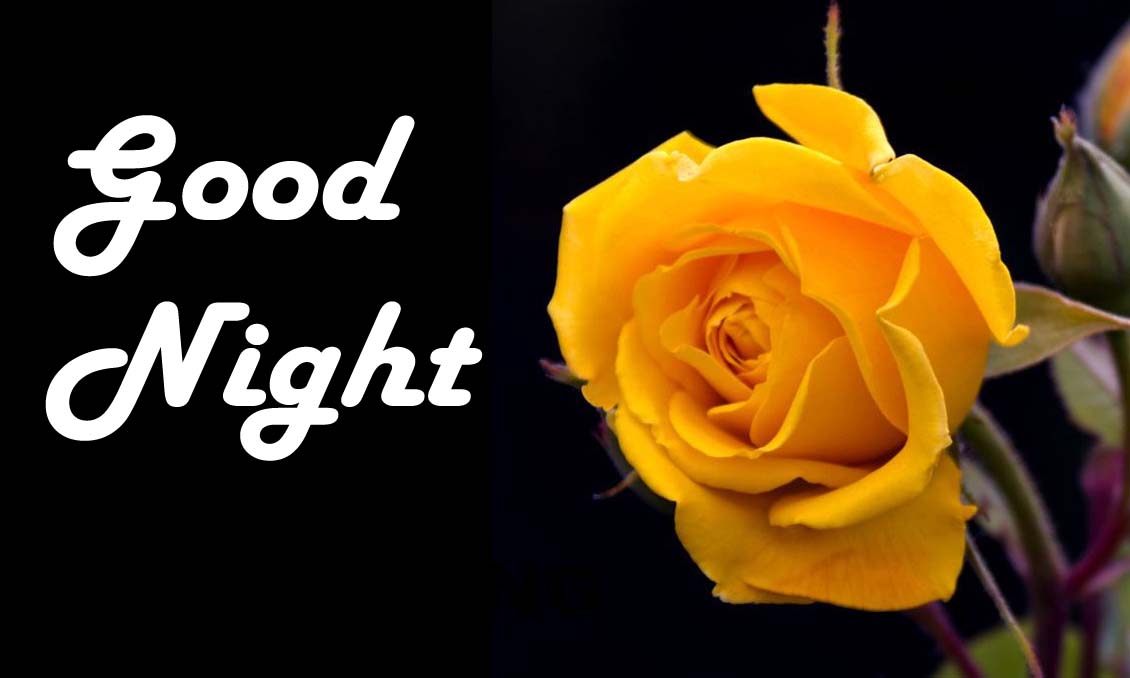 Good Night Flower Image - Good Night Image Download Hd - HD Wallpaper 