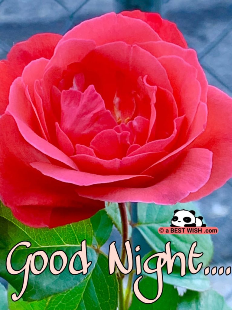 Good Night Flower Photos Download 767x1024 Wallpaper teahub.io