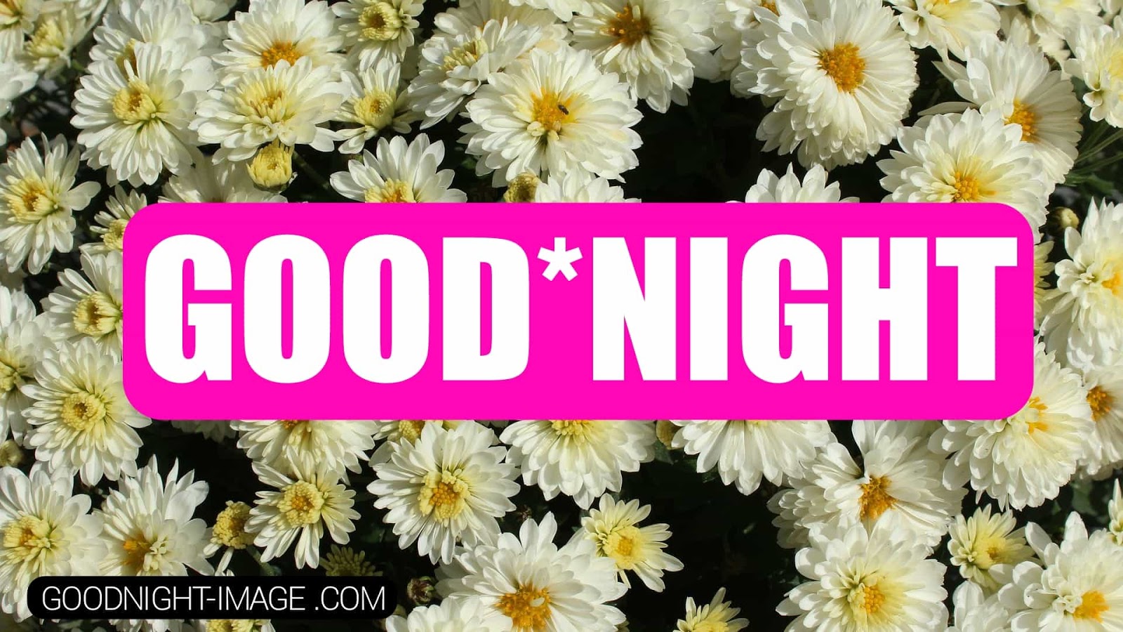 Good Night Flower Picture Download - Good Night Walking Dead - HD Wallpaper 