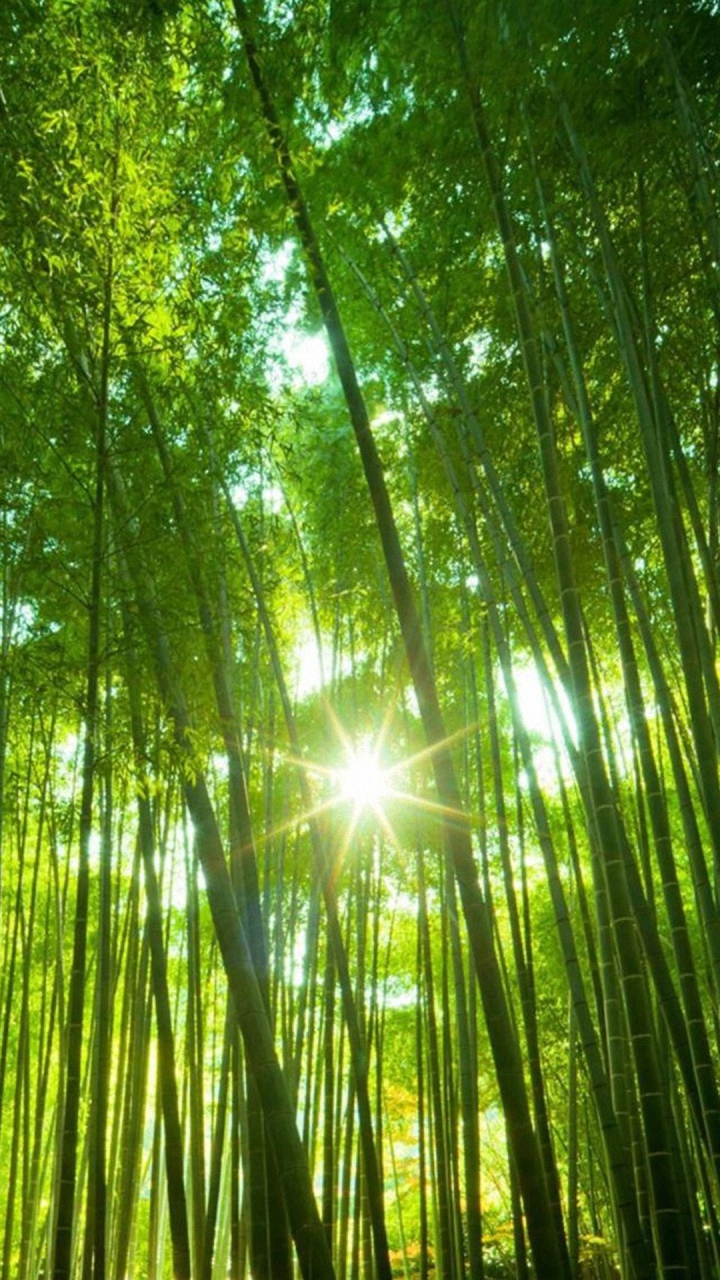Hd Cool Tree Scenery Nokia Phone Wallpapers - Android Wallpaper Hd Forest - 720x1280 Wallpaper Hd Cool Tree Scenery Nokia Phone Wallpapers - Android Wallpaper Hd Forest - 720x1280 Wallpaper