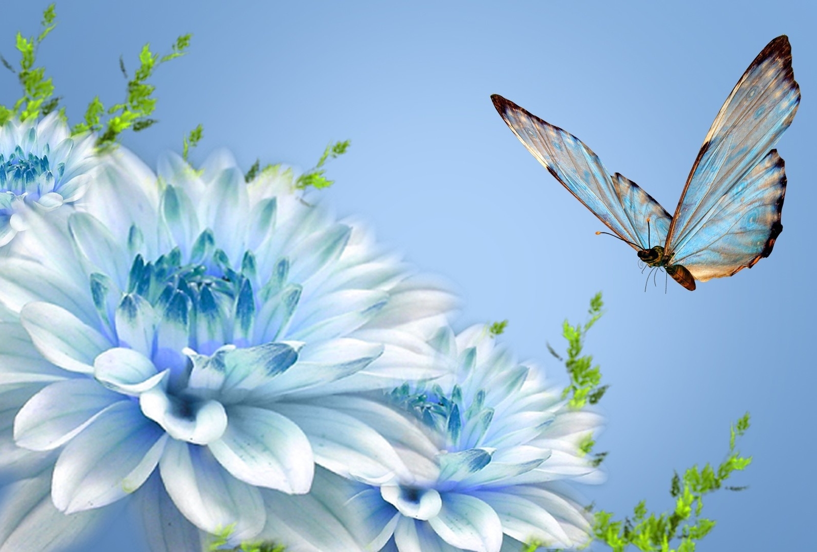 Natural Butterfly Images Hd - HD Wallpaper 