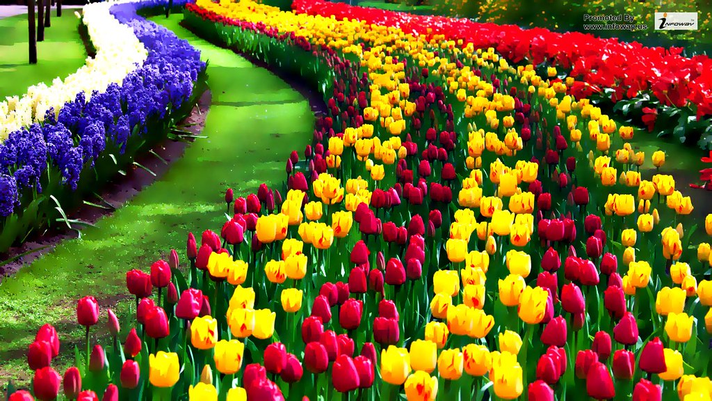 Tulip Flower Wallpaper Hd - HD Wallpaper 