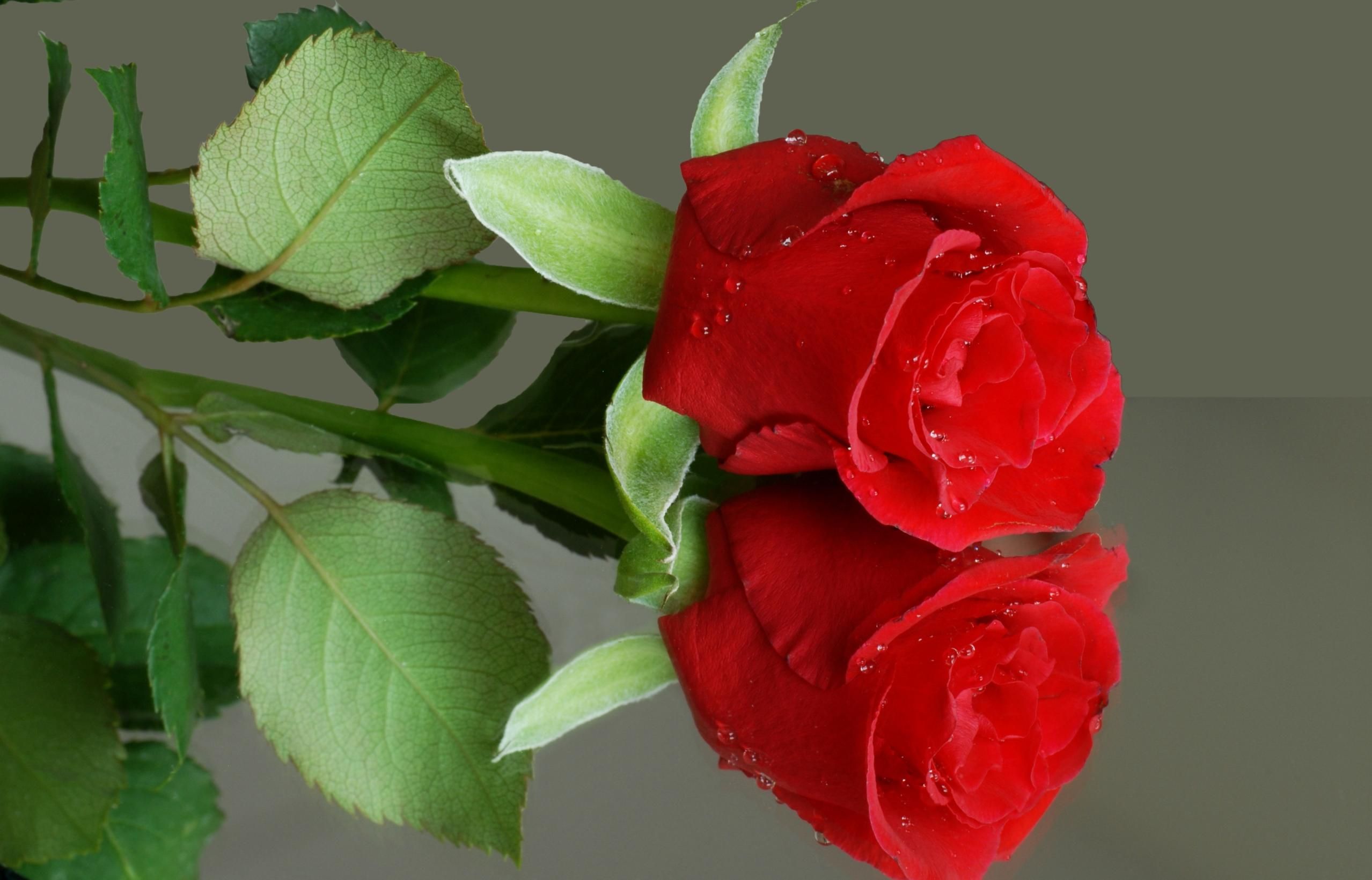 Hd Wallpapers Nature Flowers Rose 1 - Good Morning Status Song - HD Wallpaper 
