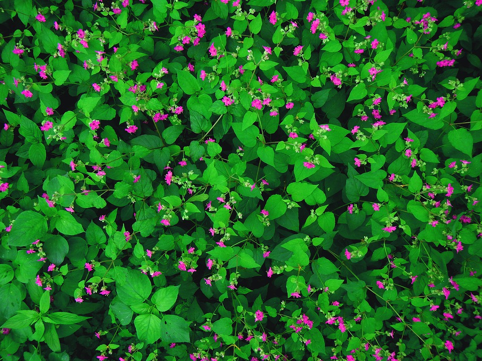 Flowers Wallpaper, Flowers, Green, Spring, Nature - Flowers Green - HD Wallpaper 