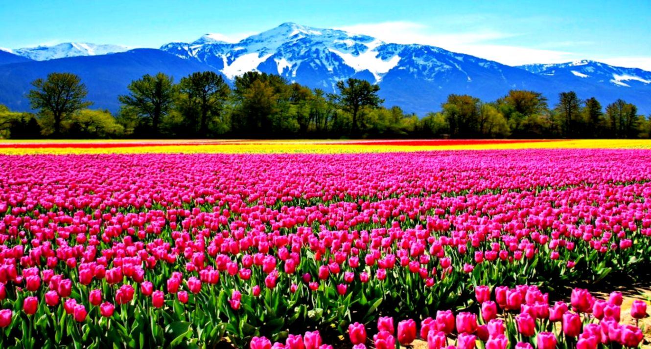 Backgrounds Beautiful Flowers Fields Hd Pictures Live - Flower Fields In Canada - HD Wallpaper 