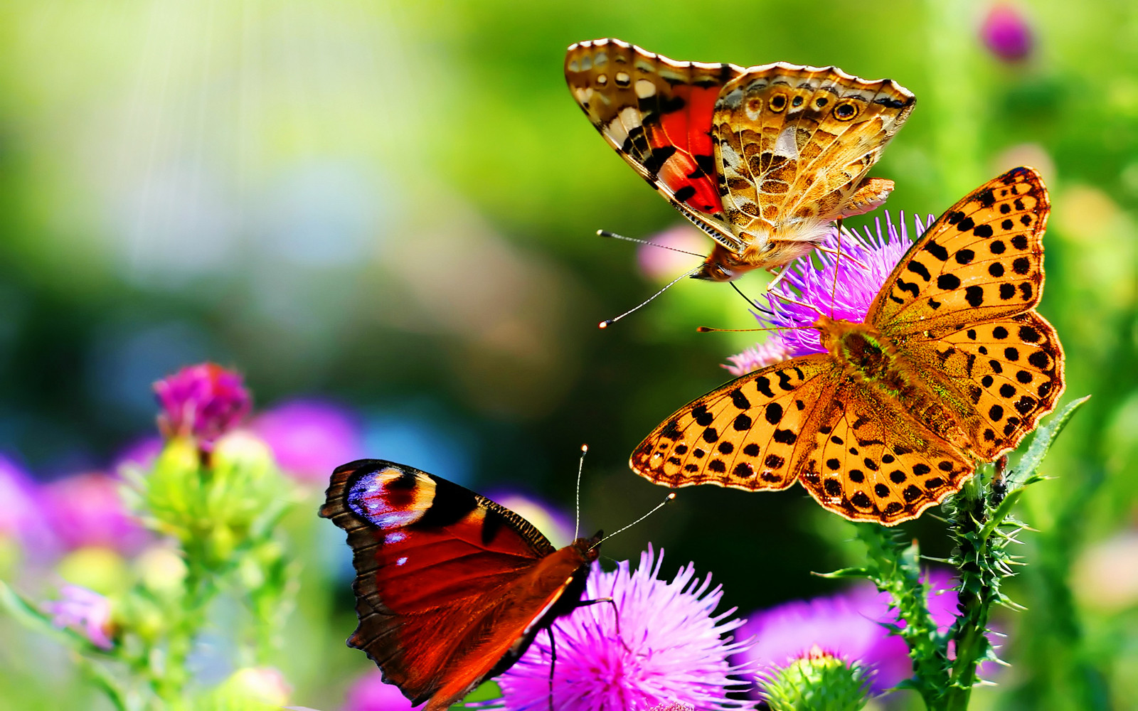 Flower Wallpaper Hd Nature - 1600x1000 Wallpaper Flower Wallpaper Hd Nature - 1600x1000 Wallpaper