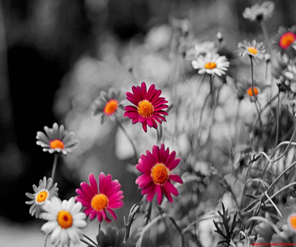 Full Hd Cute Flower Wallpapers For Mobile - 960x800 Wallpaper Full Hd Cute Flower Wallpapers For Mobile - 960x800 Wallpaper