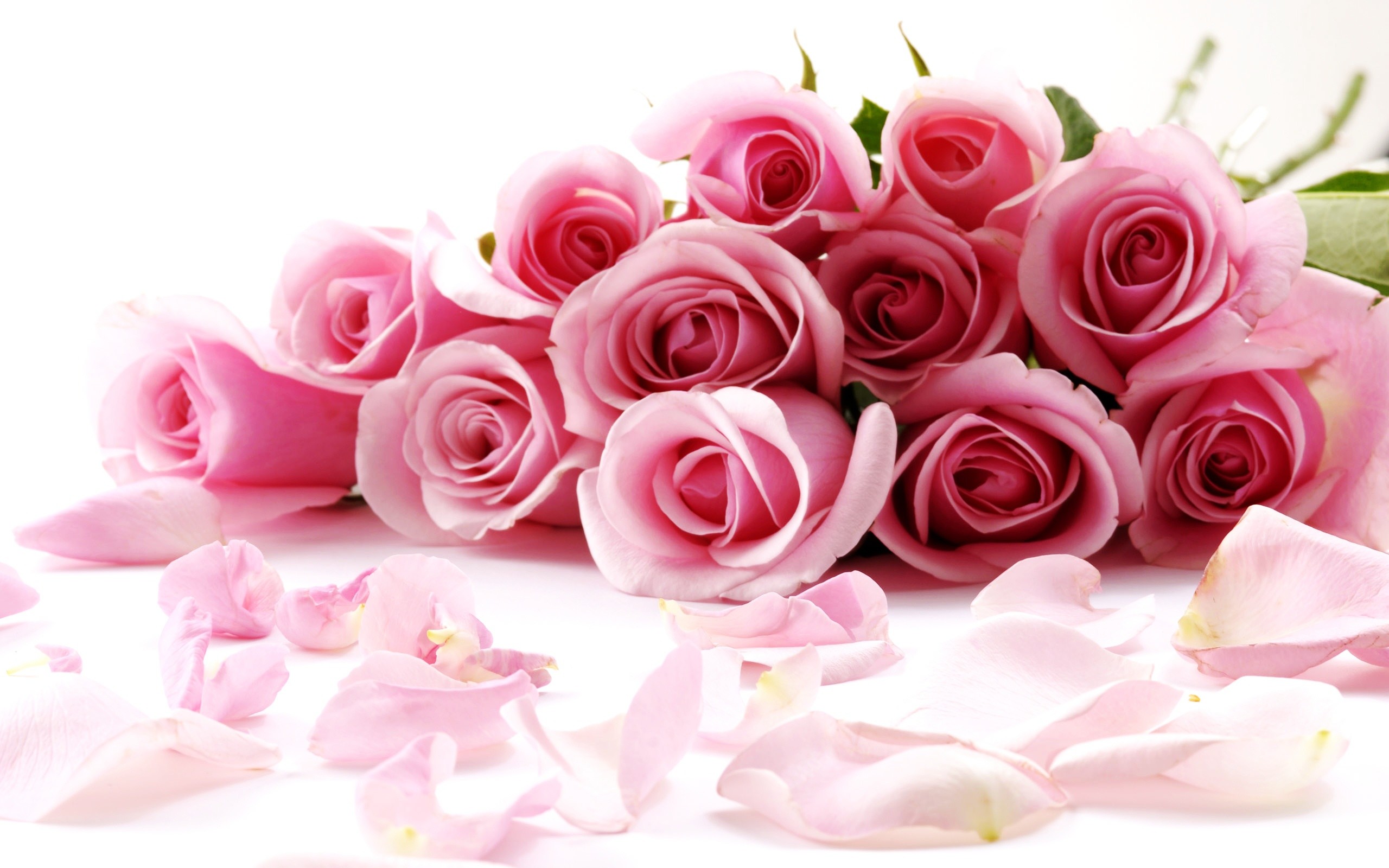 2560x1600, Rose Flowers Wallpapers Collection 
 Data - Rose Wallpaper Pictures Of Flowers - HD Wallpaper 