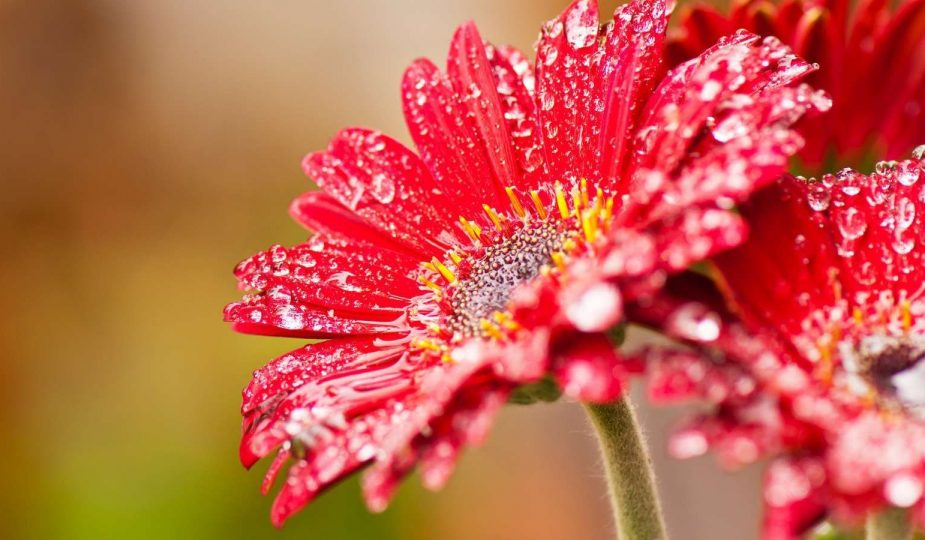 Flower Wallpaper For Girls - HD Wallpaper 